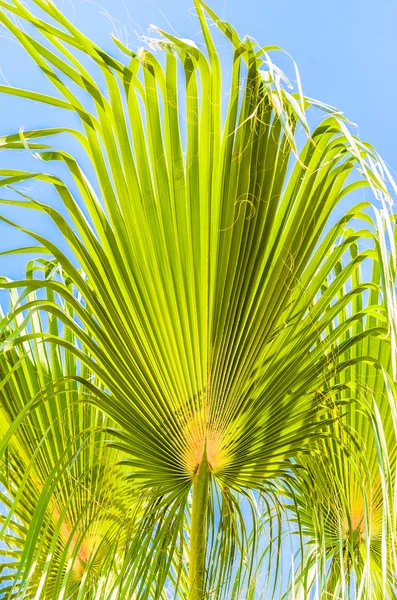 Palm leaves against the blue sky — Stock Photo, Image