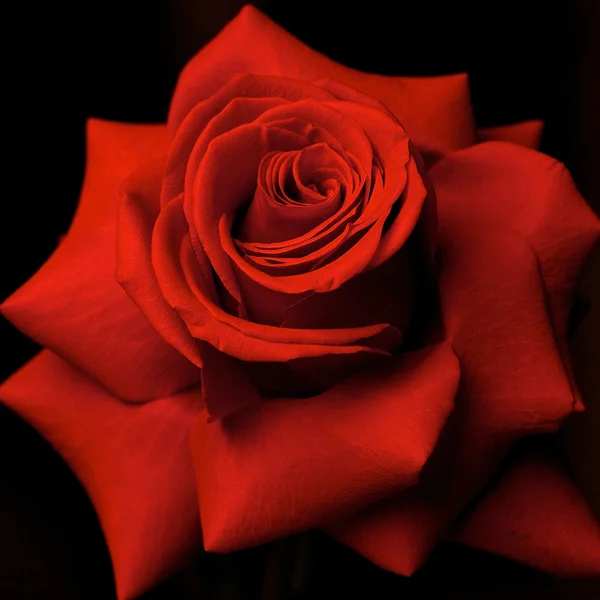 赤いバラ ロイヤリティフリーのストック写真