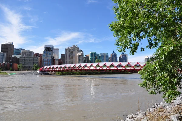 stock image Calgary's Peace Bridge