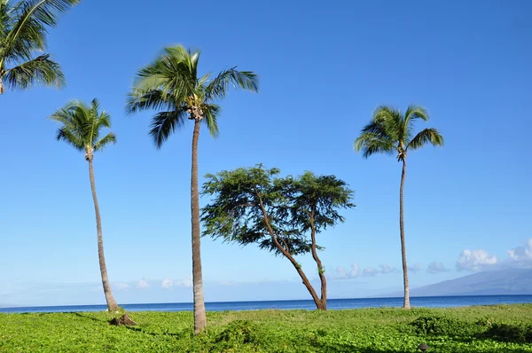 在毛伊岛上的棕榈树 — 图库照片