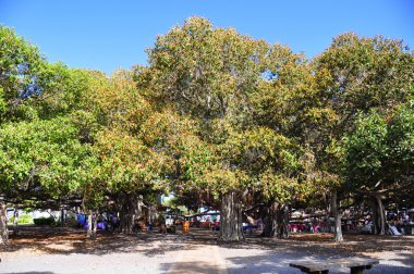 Banyan tree Lahaina