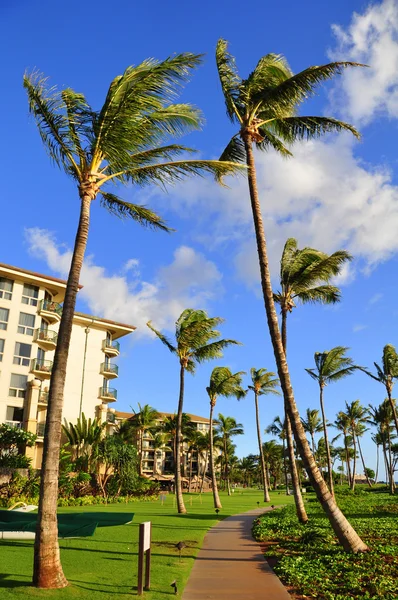 Palm trees and condos, Maui — Stock Photo, Image