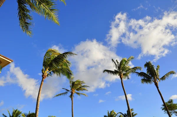 Palm trees on Maui — Stock Photo, Image