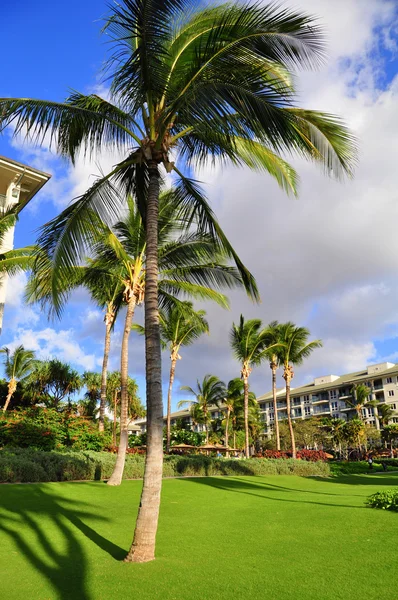Palm trees and condos, Maui — Stock Photo, Image