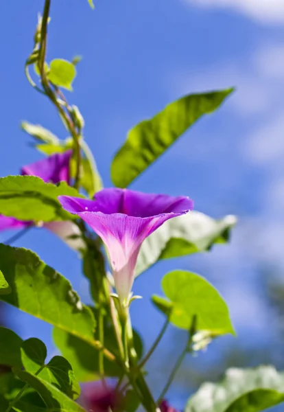 アサガオの花 — ストック写真
