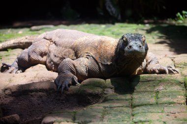 Komodo Ejderi