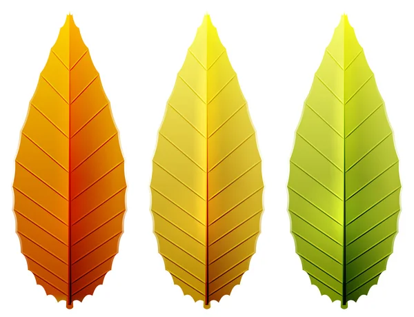 Vecteur automne feuilles collections — Image vectorielle
