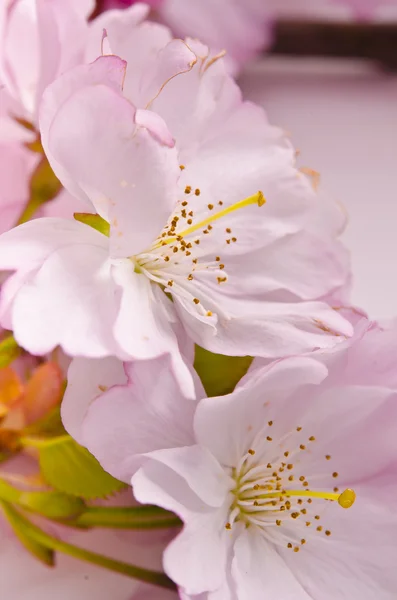 樱桃花 — 图库照片