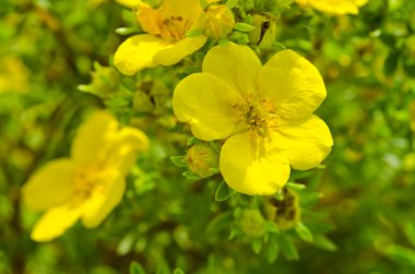 Oenothera