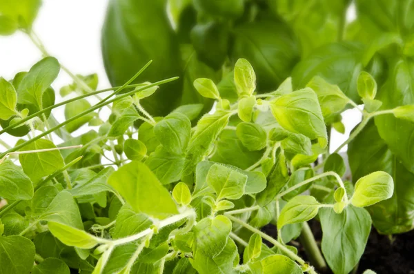 stock image Herb garden