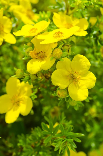 stock image Oenothera