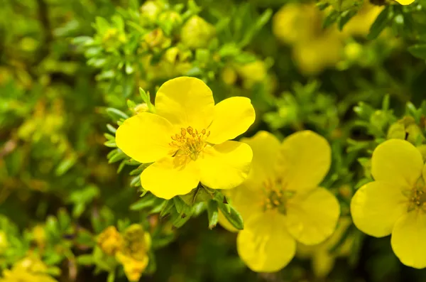 stock image Oenothera