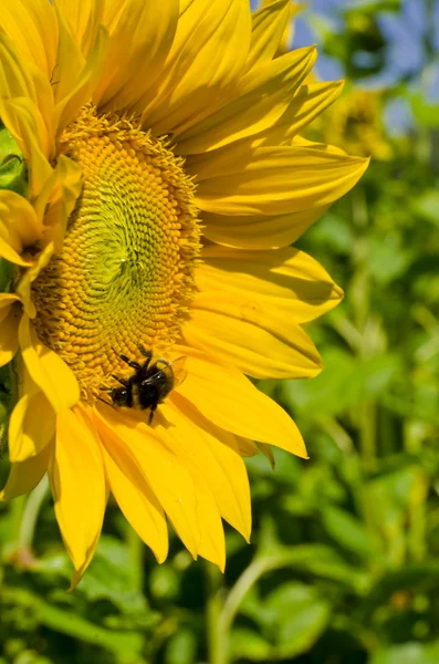 Sonnenblume — Stockfoto