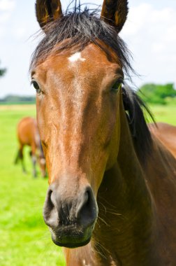 Horse portrait clipart