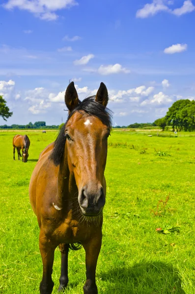 HORSE โปรตุเกส — ภาพถ่ายสต็อก