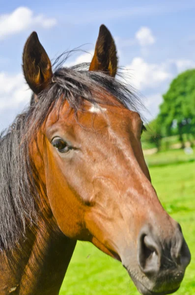 HORSE โปรตุเกส — ภาพถ่ายสต็อก