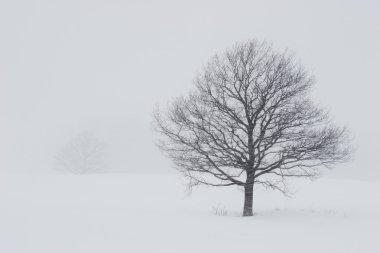 kar bir alanda ağaçların