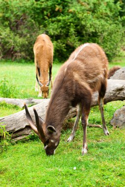 Nyala erkek ayakta ormanda buck.