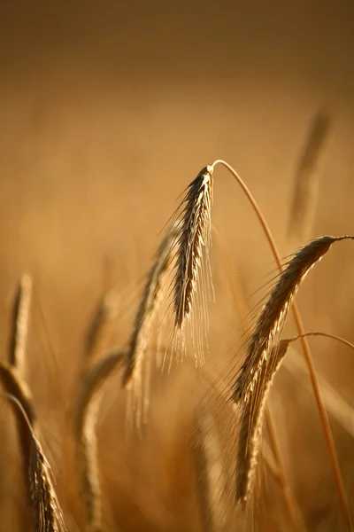 Поля пшениці — стокове фото