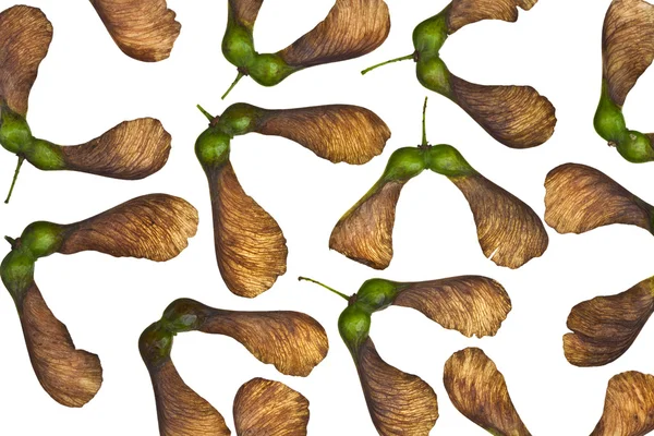 Плод кленового дерева — стоковое фото