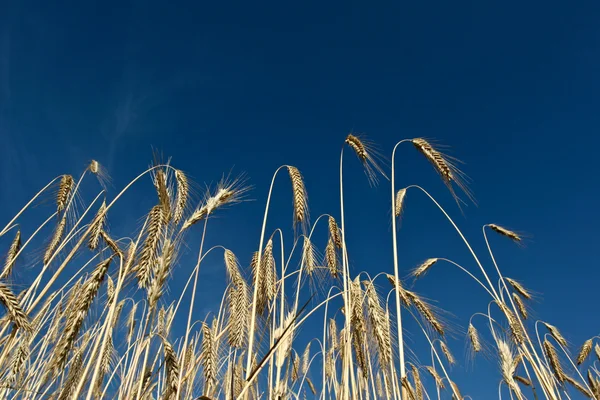 Vetefält och blå himmel — Stockfoto
