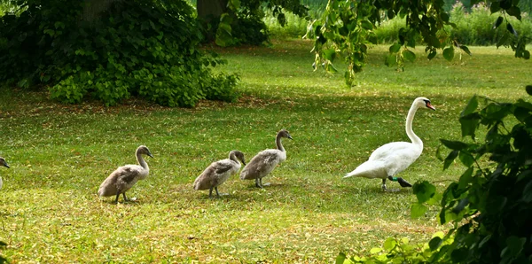 Rodina labutí — Stock fotografie