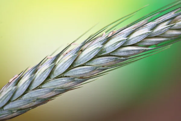 Wheat closeup — Stock Photo, Image
