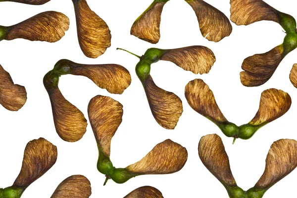 Плод кленового дерева — стоковое фото