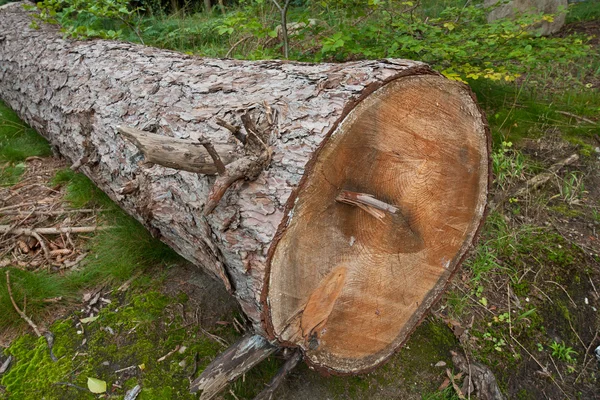 Kesilen ağaç — Stok fotoğraf