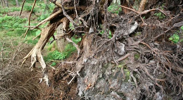 Foresta — Foto Stock