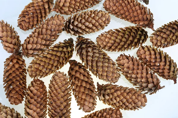 stock image Pinecone