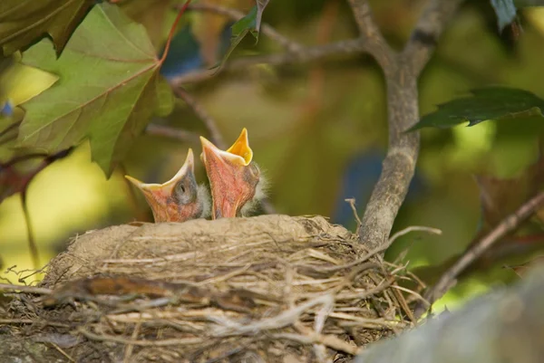 Babyvögel auf Nahrungssuche — Stockfoto