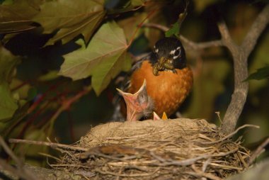 Baby Birds Mother Robin Feeding Chick clipart