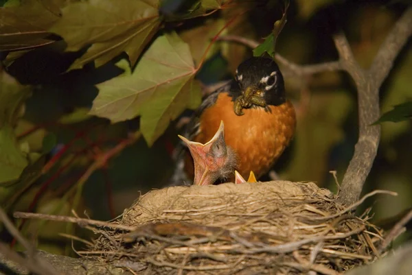 Bambino uccelli madre Robin alimentazione pollastrella — Foto Stock