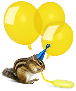 Funny chipmunk inflating yellow balloons clipart