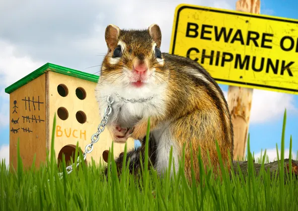Ridiculous malicious chipmunk — Stock Photo, Image