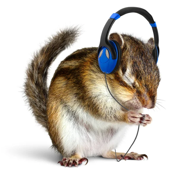 Grappige chipmunk luisteren naar muziek op hoofdtelefoon Stockfoto