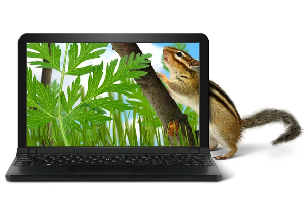 Chipmunk laptop on white — Stock Photo, Image