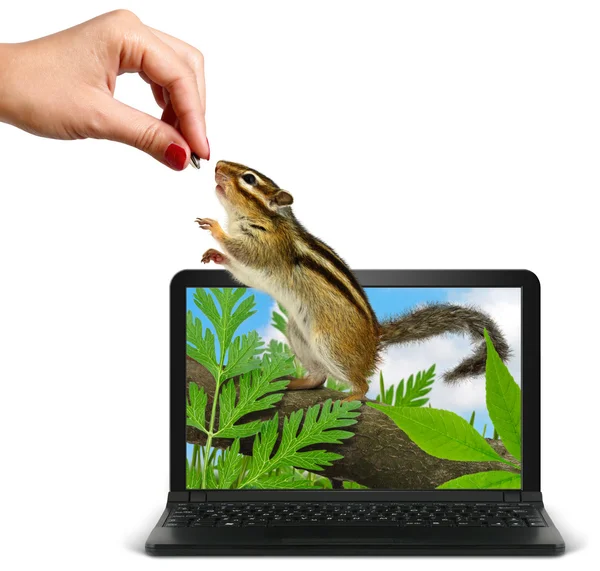 Hand feeds animal from laptop — Stock Photo, Image