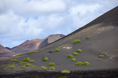 lanzarote içinde volkanik şarap alan la geria seyrek bitki örtüsü