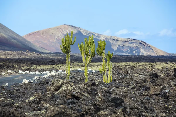 Кактус, растущий на вулканической почве — стоковое фото