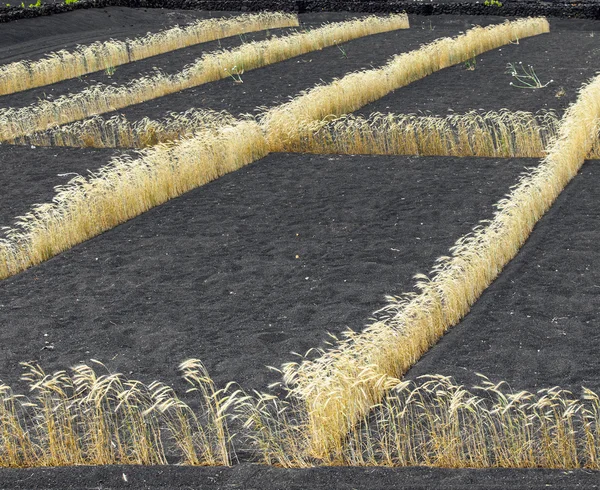 Campo en suelo volcánico con hilera dorada de maíz en Lanzarote —  Fotos de Stock