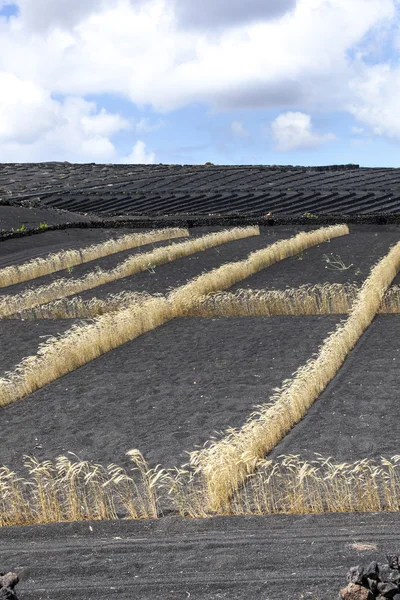Campo em solo vulcânico com linha dourada de milho em Lanzarote — Fotografia de Stock