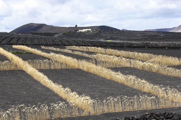 Campo em solo vulcânico com linha dourada de milho em Lanzarote — Fotografia de Stock