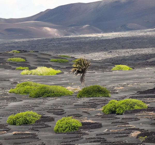 ランサローテ島火山ワインヤード エリア ラ ゲリアのヤシの木 — ストック写真