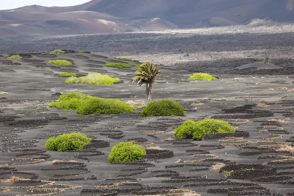 Palmier dans le vignoble volcanique La Geria à Lanzarote — Photo