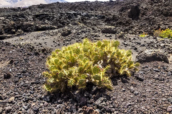 ランサローテ島の火山地域 — ストック写真