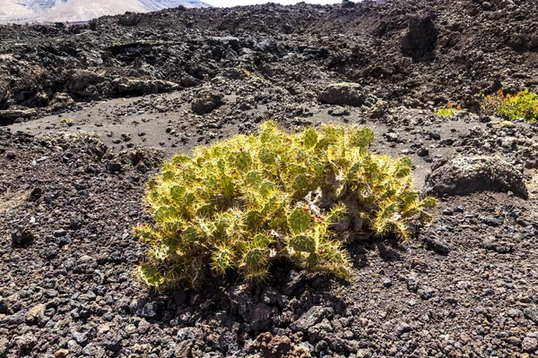 stock image Volcanic area in Lanzarote