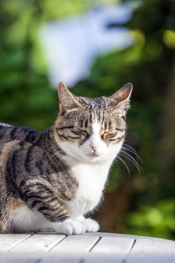 Bahçedeki ahşap bir masa üstünde uyuyan sevimli kedi