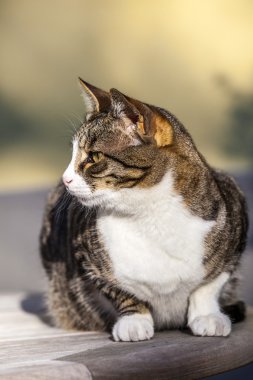 sevimli kedi Bahçe ahşap bir masa üzerinde rahatlatıcı